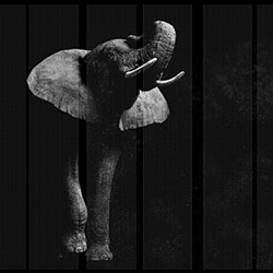 ����-ԭ�����Ʊڮ� CG-NDC5186